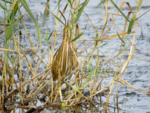 Little Bittern Ixobrychus minutus ♀ Little Bittern Ixobrychus minutus ♀