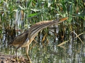 Juvenile Little Bittern Ixobrychus minutus.