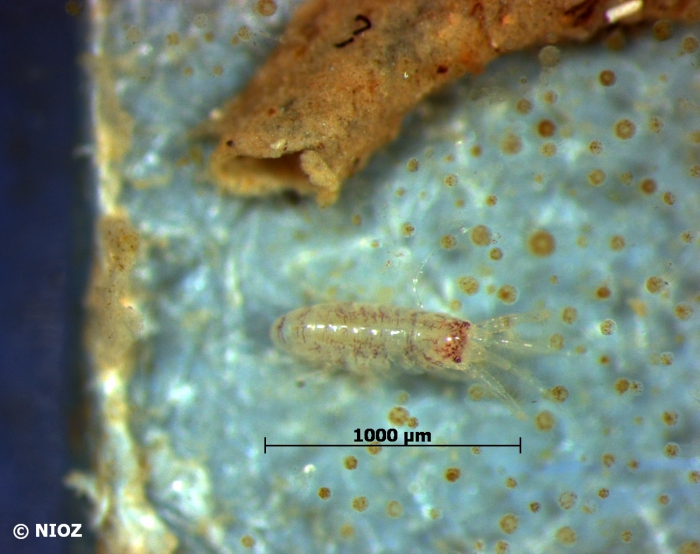 cf. Corophium sp. Latreille, 1806 cf. Corophium sp. Latreille, 1806