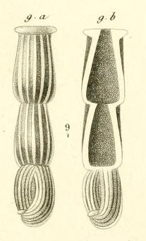 Articulina nitida d'Orbigny in Guérin-Méneville, 1832 Articulina nitida d'Orbigny in Guérin-Méneville, 1832