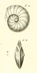 Nummulina discoidalis d'Orbigny in Guérin-Méneville, 1832