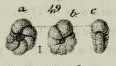 Anomalina elegans d'Orbigny in Geinitz, 1846