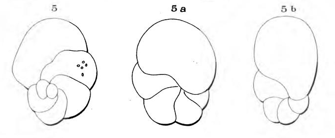Globigerina parisiensis d'Orbigny, 1850 Globigerina parisiensis d'Orbigny, 1850