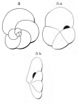 Globigerina depressa d'Orbigny in Fornasini, 1903