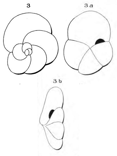 Globigerina depressa d'Orbigny in Fornasini, 1903 Globigerina depressa d'Orbigny in Fornasini, 1903