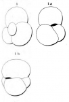 Globigerina globularis d'Orbigny in Fornasini, 1903