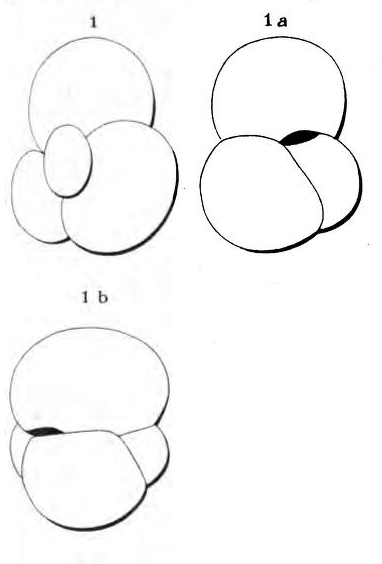 Globigerina globularis d'Orbigny in Fornasini, 1903 Globigerina globularis d'Orbigny in Fornasini, 1903
