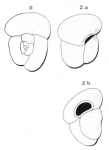 Globigerina trigonula d'Orbigny in Fornasini, 1903