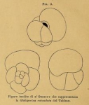 Globigerina rotundata d'Orbigny in Fornasini, 1898