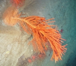 Cnidaria