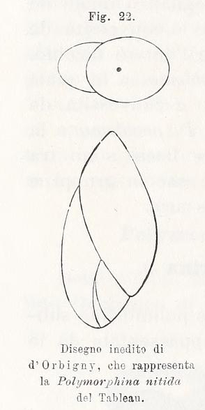 Guttulina nitida d'Orbigny, 1850 Guttulina nitida d'Orbigny, 1850