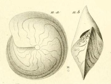 Amphistegina lessonii d'Orbigny in Guérin-Méneville, 1832