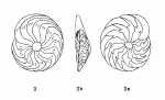 Amphistegina trilobata d'Orbigny in Fornasini, 1903 