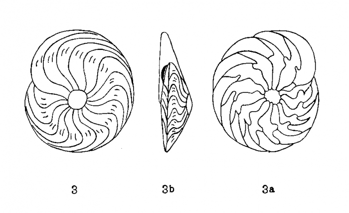 Amphistegina trilobata d'Orbigny in Fornasini, 1903 Amphistegina trilobata d'Orbigny in Fornasini, 1903