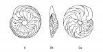 Amphistegina bilobata d'Orbigny in Fornasini, 1903