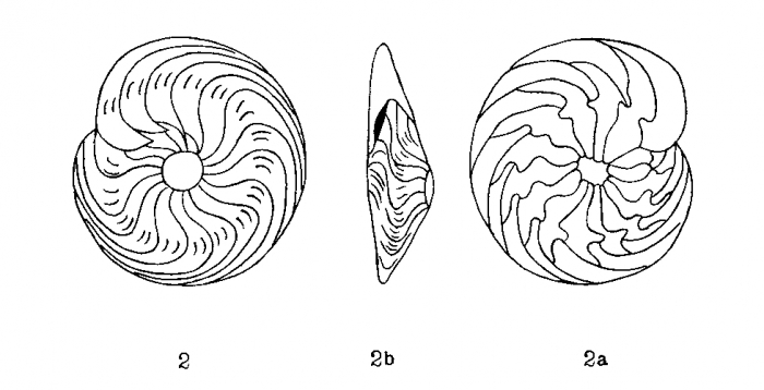 Amphistegina bilobata d'Orbigny in Fornasini, 1903 Amphistegina bilobata d'Orbigny in Fornasini, 1903