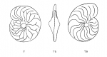 Amphistegina fleuriausiana d'Orbigny, 1850