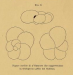 Globigerina gibba d'Orbigny in Fornasini, 1898 