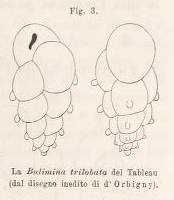 Bulimina trilobata d'Orbigny, 1826 Bulimina trilobata d'Orbigny, 1826