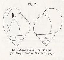 Bulimina brevis d'Orbigny in Fornasini, 1902 Bulimina brevis d'Orbigny in Fornasini, 1902