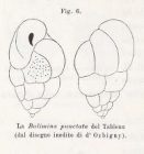 Bulimina punctata d'Orbigny in Fornasini, 1902