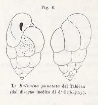 Bulimina punctata d'Orbigny in Fornasini, 1902 Bulimina punctata d'Orbigny in Fornasini, 1902