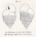 Bulimina striata d'Orbigny in Guérin-Méneville, 1832, author: Le Coze, François