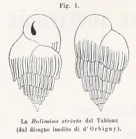 Bulimina striata d'Orbigny in Guérin-Méneville, 1832 Bulimina striata d'Orbigny in Guérin-Méneville, 1832