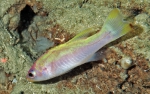 Liopropoma santi, 204 m Curacao, Caribbean.

Photograph courtesy of Substation Curacao. Identification by C. Baldwin and D. Robertson. For more information see: Baldwin CC, Robertson, DR (2014). A new Liopropoma sea bass (Serranidae, Epinephelinae, Liopropomini) from deep reefs off Curaçao, southern Caribbean, with comments on depth distributions of western Atlantic liopropomins. ZooKeys 409: 71-92.
 