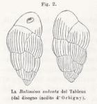 Bulimina sulcata d'Orbigny in Fornasini, 1902