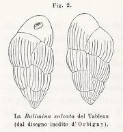 Bulimina sulcata d'Orbigny in Fornasini, 1902 Bulimina sulcata d'Orbigny in Fornasini, 1902