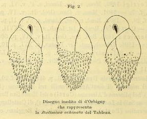 Bulimina echinata d'Orbigny, 1852 Bulimina echinata d'Orbigny, 1852