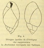 Bulimina laevigata d'Orbigny in Fornasini, 1901 Bulimina laevigata d'Orbigny in Fornasini, 1901