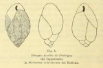 Bulimina semistriata d'Orbigny, 1852