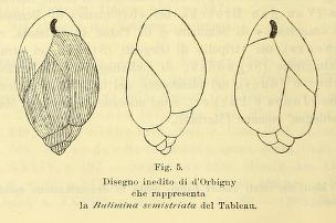 Bulimina semistriata d'Orbigny, 1852 Bulimina semistriata d'Orbigny, 1852