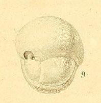 Sphaeroidina bulloides d'Orbigny in Deshayes, 1828 Sphaeroidina bulloides d'Orbigny in Deshayes, 1828