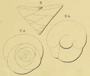 Valvulina ignota d'Orbigny, 1850, author: Le Coze, François