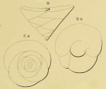Valvulina ignota d'Orbigny, 1850