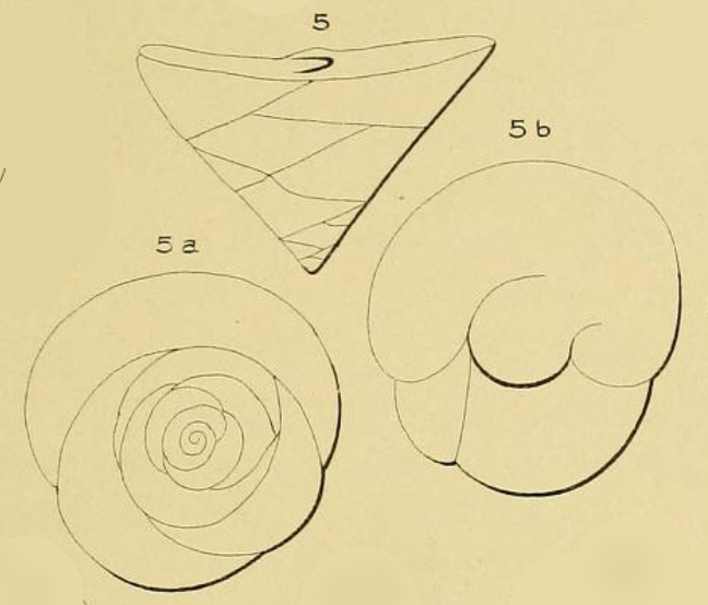 Valvulina ignota d'Orbigny, 1850 Valvulina ignota d'Orbigny, 1850