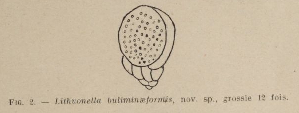 Lituonella buliminaeformis Allix, 1922 Lituonella buliminaeformis Allix, 1922