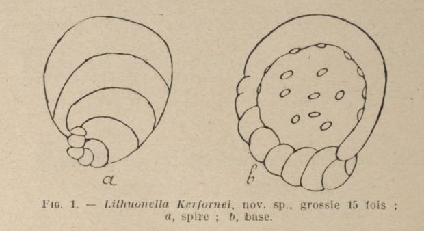 Lituonella kerfornei Allix, 1922 Lituonella kerfornei Allix, 1922