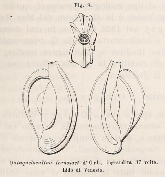 Quinqueloculina ferussaci d'Orbigny in Deshayes, 1832 Quinqueloculina ferussaci d'Orbigny in Deshayes, 1832