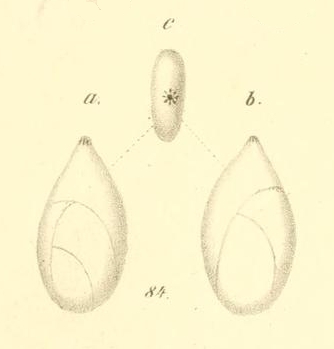 Polymorphina amygdaloides Reuss, 1856 Polymorphina amygdaloides Reuss, 1856