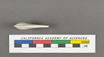 Cristellaria costata d'Orbigny, 1826