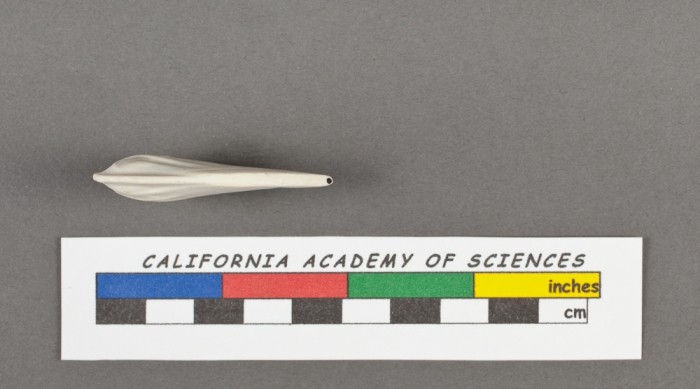 Cristellaria costata d'Orbigny, 1826 Cristellaria costata d'Orbigny, 1826