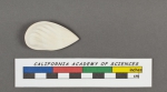Cristellaria costata d'Orbigny, 1826