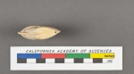 Cristellaria cassis (Fichtel & Moll, 1798)