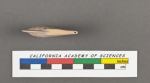 Cristellaria cassis (Fichtel & Moll, 1798)