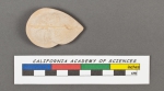 Cristellaria cassis (Fichtel & Moll, 1798)