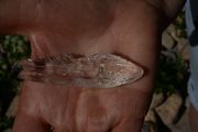 Cymbulia peronii, author: Beenaerts, Natalie